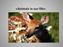 Презентация к уроку английского языка в 6 классе Animals in our life