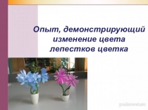 Презентация: Опыт с цветами