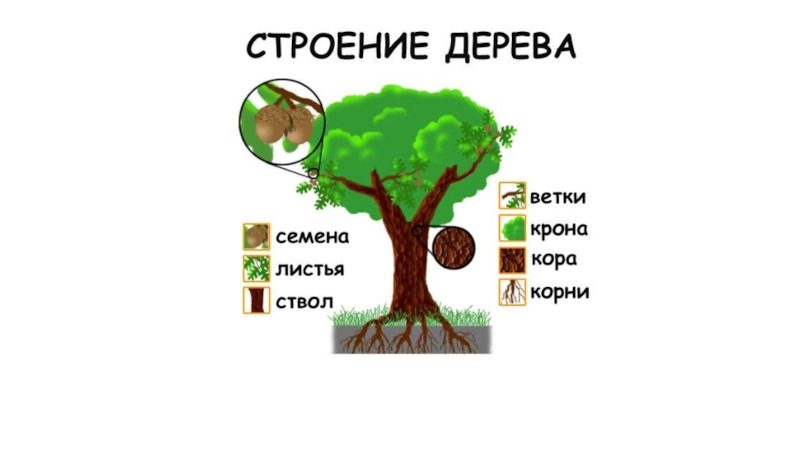 Чудо - дерево. Образ - символ дерево жизни в разных видах искусства.