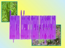 Презентация Папоротники, особенности строения и жизнедеятельности