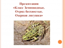 Презентация Класс Земноводные. Отряд бесхвостые. Озерная лягушка