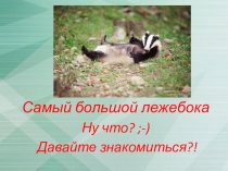 Барсук