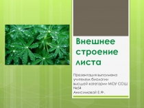 Презентация по биологии на тему Внешнее строение листа