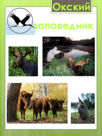 Презентация к линейке, посвящённой Рязанскому краю. Окский заповедник.