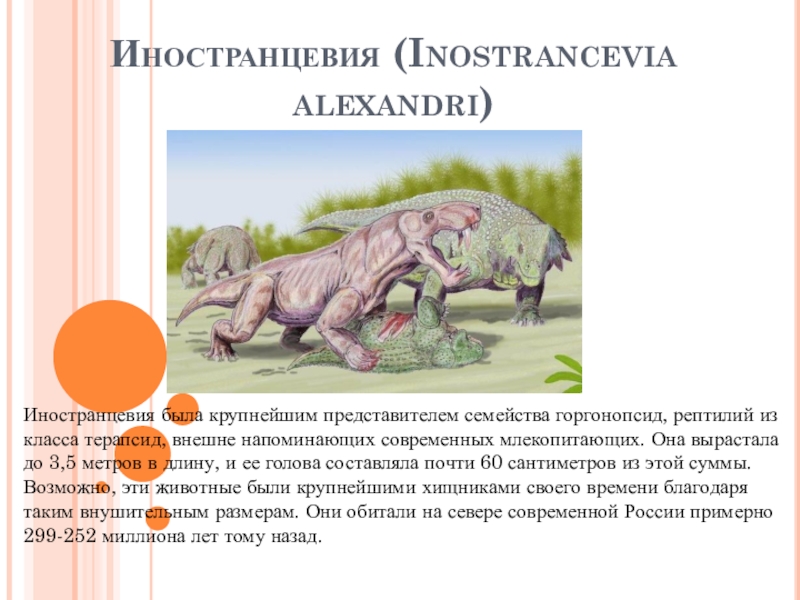 Животные, Жившие до динозавров. 3 класс. Иностранцевия (Inostrancevia alexandri)Иностранцевия была крупнейшим представителем семейства горгонопсид, рептилий из класса Иностранцевия (Inostrancevia alexandri)Иностранцевия была крупнейшим представителем семейства горгонопсид, рептилий из класса терапсид, внешне напоминающих современных млекопитающих. Она