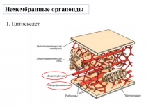 Презентация по биологии Органоиды клетки (11 класс)