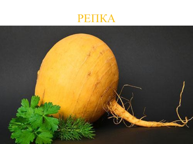 Презентация КВД Викторина И снова осень РЕПКА РЕПКА