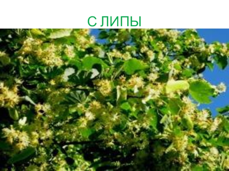 Презентация КВД Викторина И снова осень С ЛИПЫ С ЛИПЫ
