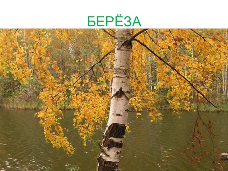 Презентация КВД Викторина И снова осень БЕРЁЗА БЕРЁЗА