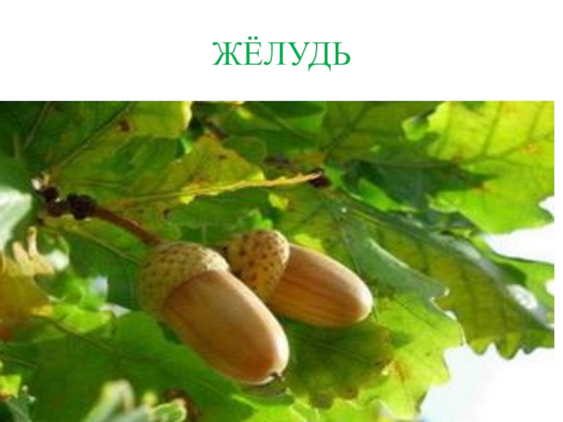 Презентация КВД Викторина И снова осень ЖЁЛУДЬ ЖЁЛУДЬ