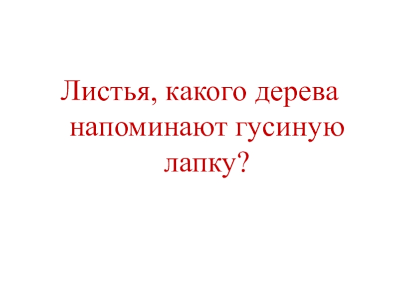 Презентация КВД Викторина И снова осень Листья, какого дерева напоминают гусиную лапку? Листья, какого дерева напоминают гусиную лапку?