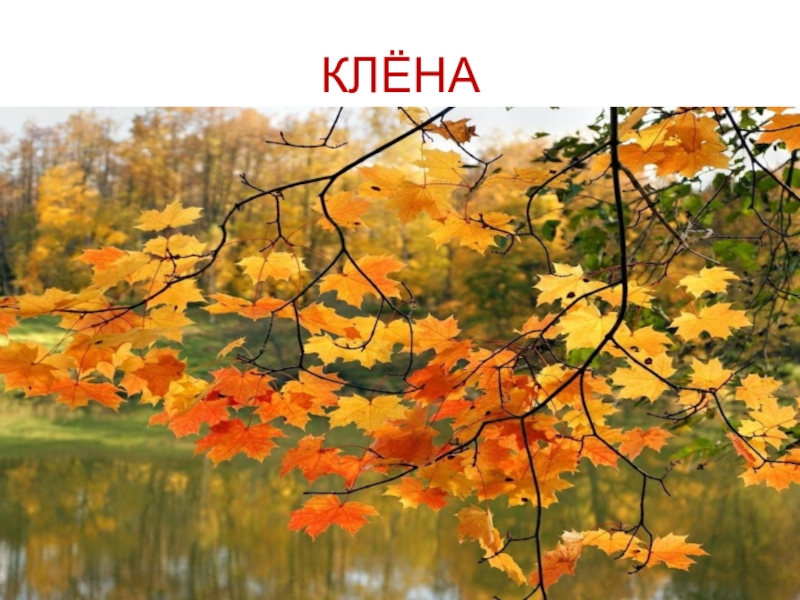 Презентация КВД Викторина И снова осень КЛЁНА КЛЁНА