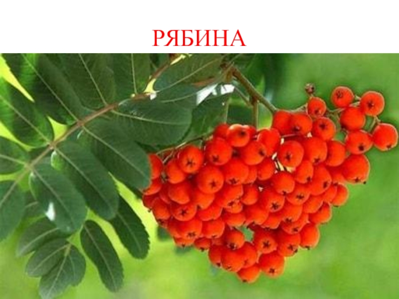 Презентация КВД Викторина И снова осень РЯБИНА РЯБИНА