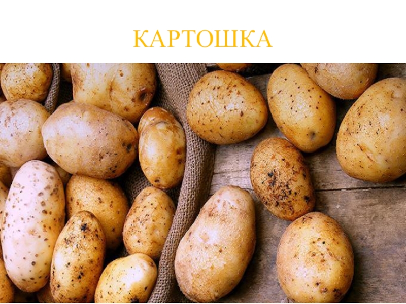 Презентация КВД Викторина И снова осень КАРТОШКА КАРТОШКА