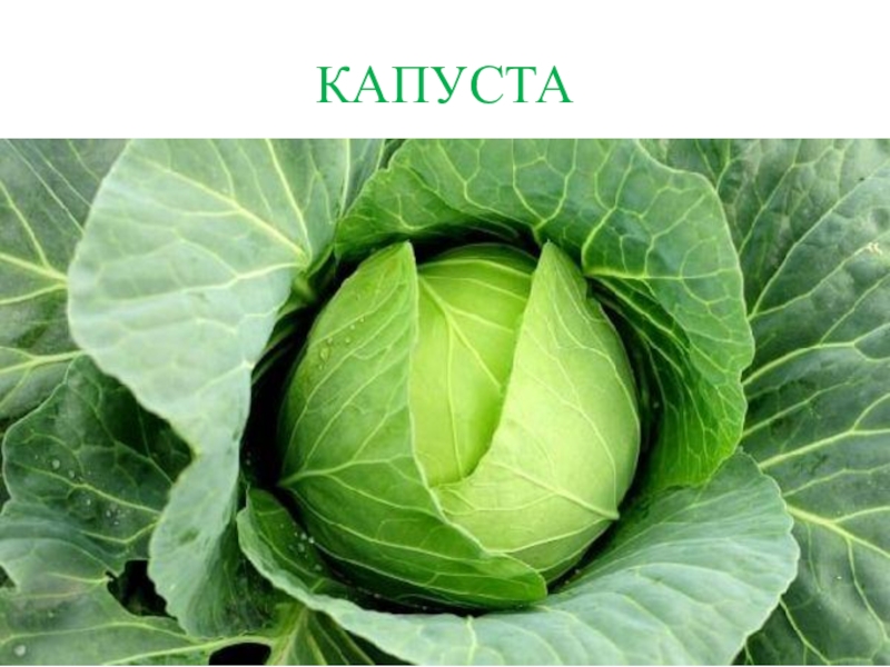 Презентация КВД Викторина И снова осень КАПУСТА КАПУСТА