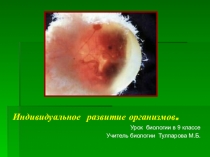 Презентация по биологии на тему:Индивидуальное развитие организмов9 класс