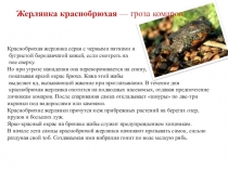 Презентация по теме:  Животные на букву Ж