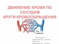 Презентация по биологии на тему Круги кровообращения