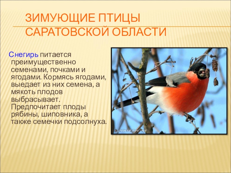 Презентация для конкурса Птицы на кормушке ЗИМУЮЩИЕ ПТИЦЫ САРАТОВСКОЙ ОБЛАСТИ Снегирь питается преимущественно семенами, почками и ягодами. ЗИМУЮЩИЕ ПТИЦЫ САРАТОВСКОЙ ОБЛАСТИ Снегирь питается преимущественно семенами, почками и ягодами. Кормясь ягодами, выедает из них