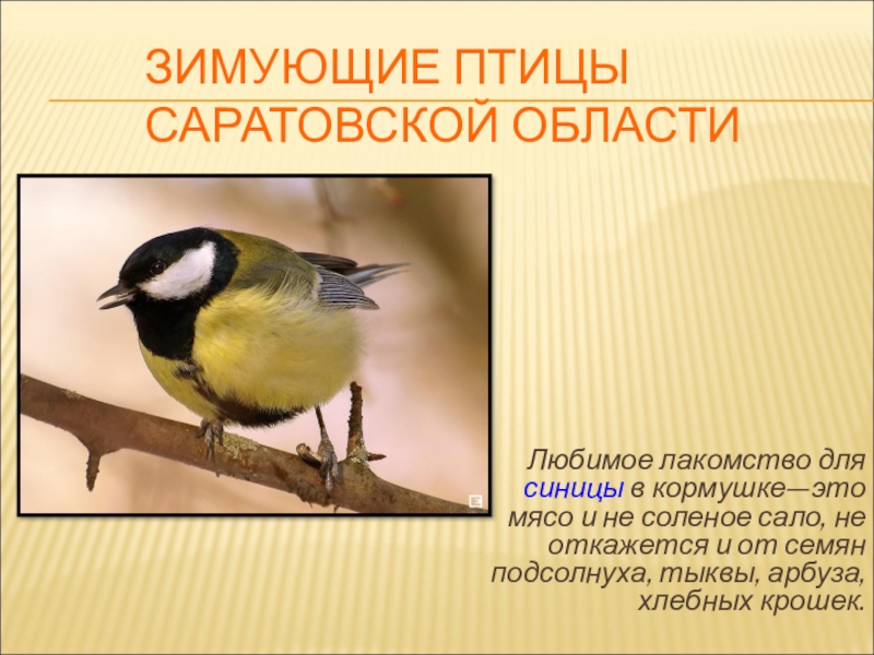 Презентация для конкурса Птицы на кормушке ЗИМУЮЩИЕ ПТИЦЫ САРАТОВСКОЙ ОБЛАСТИ Любимое лакомство для синицы в кормушке—это мясо ЗИМУЮЩИЕ ПТИЦЫ САРАТОВСКОЙ ОБЛАСТИ Любимое лакомство для синицы в кормушке—это мясо и не соленое сало, не откажется