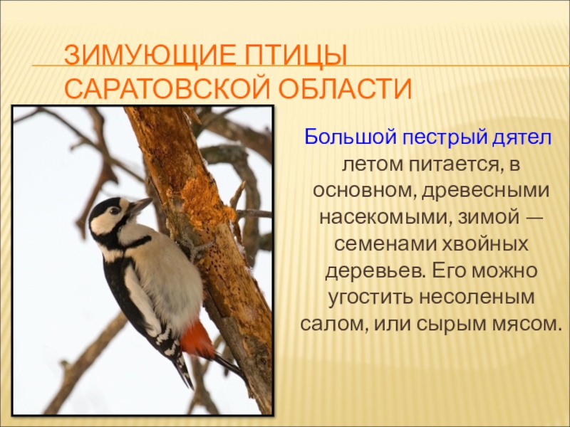Презентация для конкурса Птицы на кормушке ЗИМУЮЩИЕ ПТИЦЫ САРАТОВСКОЙ ОБЛАСТИ Большой пестрый дятел летом питается, в основном, ЗИМУЮЩИЕ ПТИЦЫ САРАТОВСКОЙ ОБЛАСТИ Большой пестрый дятел летом питается, в основном, древесными насекомыми, зимой — семенами
