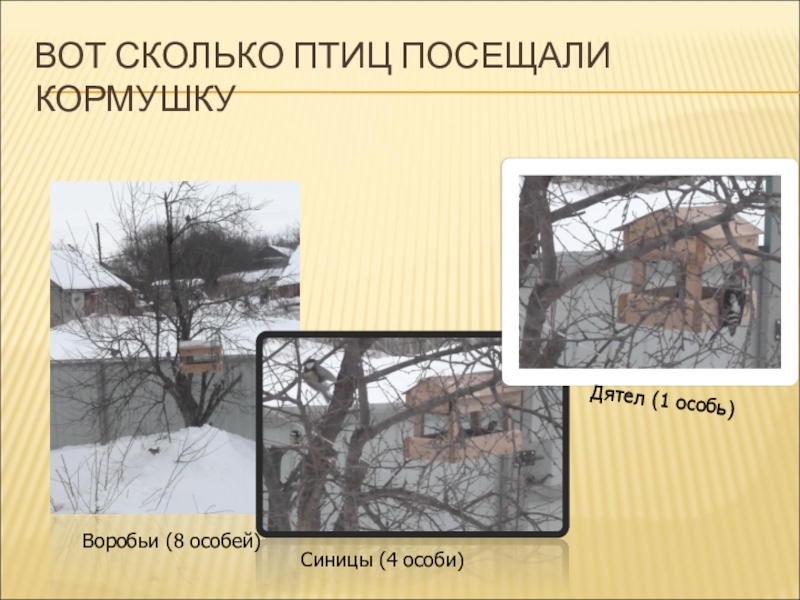 Презентация для конкурса Птицы на кормушке ВОТ СКОЛЬКО ПТИЦ ПОСЕЩАЛИ КОРМУШКУВоробьи (8 особей)Синицы (4 особи)Дятел (1 особь) ВОТ СКОЛЬКО ПТИЦ ПОСЕЩАЛИ КОРМУШКУВоробьи (8 особей)Синицы (4 особи)Дятел (1 особь)