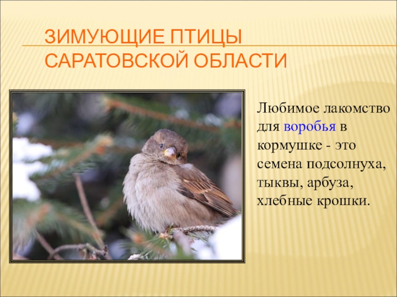 Презентация для конкурса Птицы на кормушке ЗИМУЮЩИЕ ПТИЦЫ САРАТОВСКОЙ ОБЛАСТИЛюбимое лакомство для воробья в кормушке - это ЗИМУЮЩИЕ ПТИЦЫ САРАТОВСКОЙ ОБЛАСТИЛюбимое лакомство для воробья в кормушке - это семена подсолнуха, тыквы, арбуза, хлебные крошки.