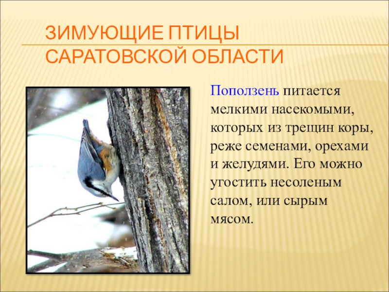 Презентация для конкурса Птицы на кормушке ЗИМУЮЩИЕ ПТИЦЫ САРАТОВСКОЙ ОБЛАСТИПоползень питается мелкими насекомыми, которых из трещин коры, ЗИМУЮЩИЕ ПТИЦЫ САРАТОВСКОЙ ОБЛАСТИПоползень питается мелкими насекомыми, которых из трещин коры, реже семенами, орехами и желудями. Его