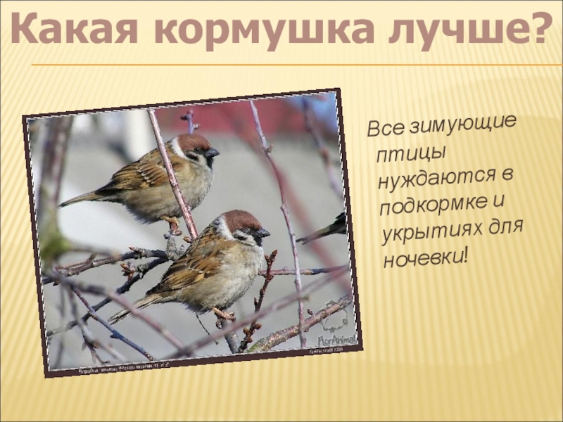 Презентация для конкурса Птицы на кормушке Все зимующие птицы нуждаются в подкормке и укрытиях для ночевки! Какая кормушка лучше? Все зимующие птицы нуждаются в подкормке и укрытиях для ночевки! Какая кормушка лучше?