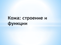 Кожа: строение и функции