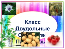 Презентация Семейство Пасленовые, 7 класс