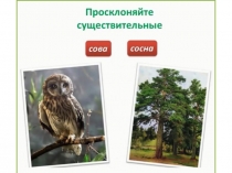 Презентация по русскому языку по теме Именительный падеж имени существительного 3 класс