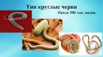 Презентация по биологии Тип Круглые черви (7 класс)