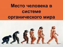 Место человека в системе органического мира
