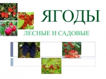 Ягоды садовые и лесные