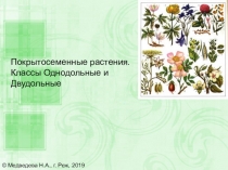 Презентация по биологии Однодольные и двудольные растения