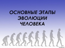 Презентация по биологии Основные этапы эволюции человека, 11 класс