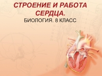 Презентация по биологии Строение и работа сердца
