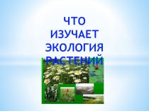Презентация к уроку экологии 6 класс  Что изучает экология растений