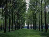 Презентация к проектной работе О чем грустит кукушка?