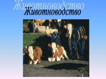 Презентация Животноводство Окружающий мир 2 класс