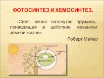 Презентация по биологии фотосинтез хемосинтез