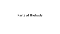 Части тела. Parts of the body.