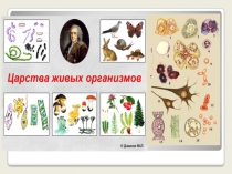 Презентация по теме: Строение клетки