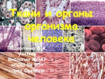 Презентация по биологии на тему: Ткани и органы организма человека (8 класс)