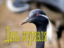 Презентация по биологии на тему Журавли