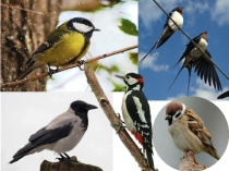 Презентация по математике на тему Сложение и вычитание в пределах 10. Закрепление. Птицы