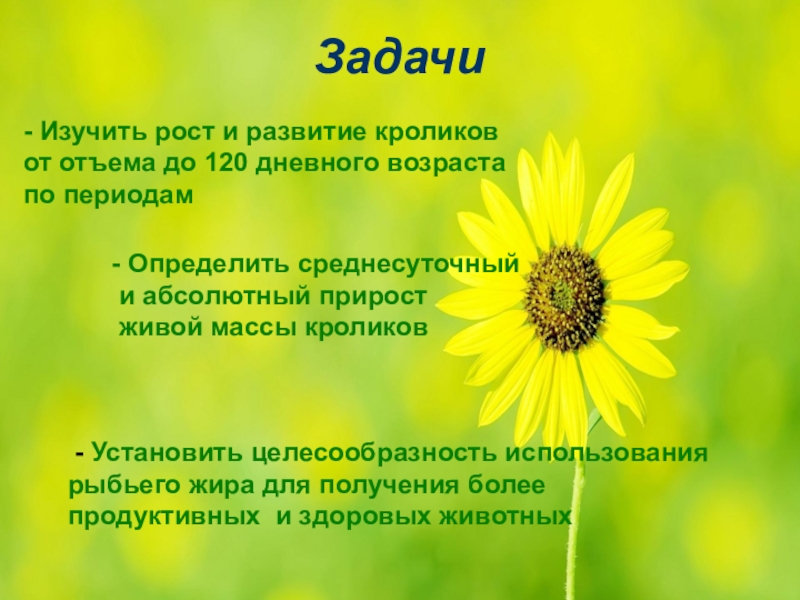 Влияние добавки рыбьего жира в рацион кроликов породы Белый великан на их откормочные качества - Изучить рост и развитие кроликов от отъема до 120 дневного - Изучить рост и развитие кроликов от отъема до 120 дневного возраста по периодам- Определить среднесуточный и