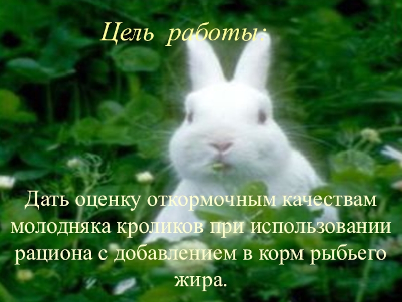 Влияние добавки рыбьего жира в рацион кроликов породы Белый великан на их откормочные качества Дать оценку откормочным качествам молодняка кроликов Дать оценку откормочным качествам молодняка кроликов при