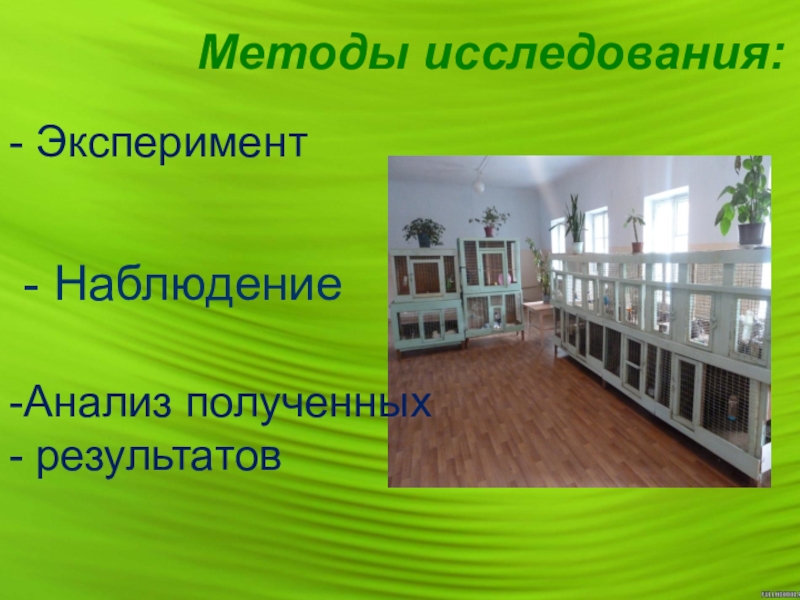 Влияние добавки рыбьего жира в рацион кроликов породы Белый великан на их откормочные качества Методы исследования: